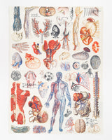 Torchon Anatomie