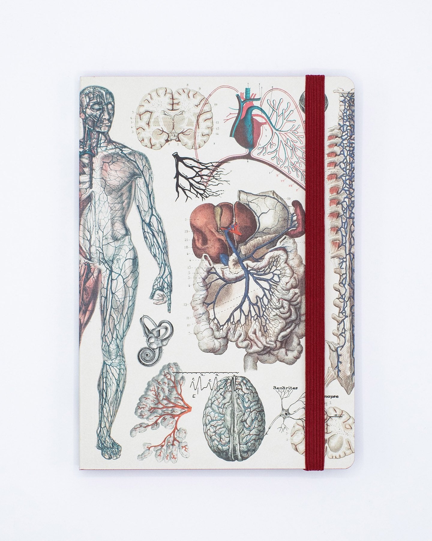 Anatomy & Physiology A5 Softcover