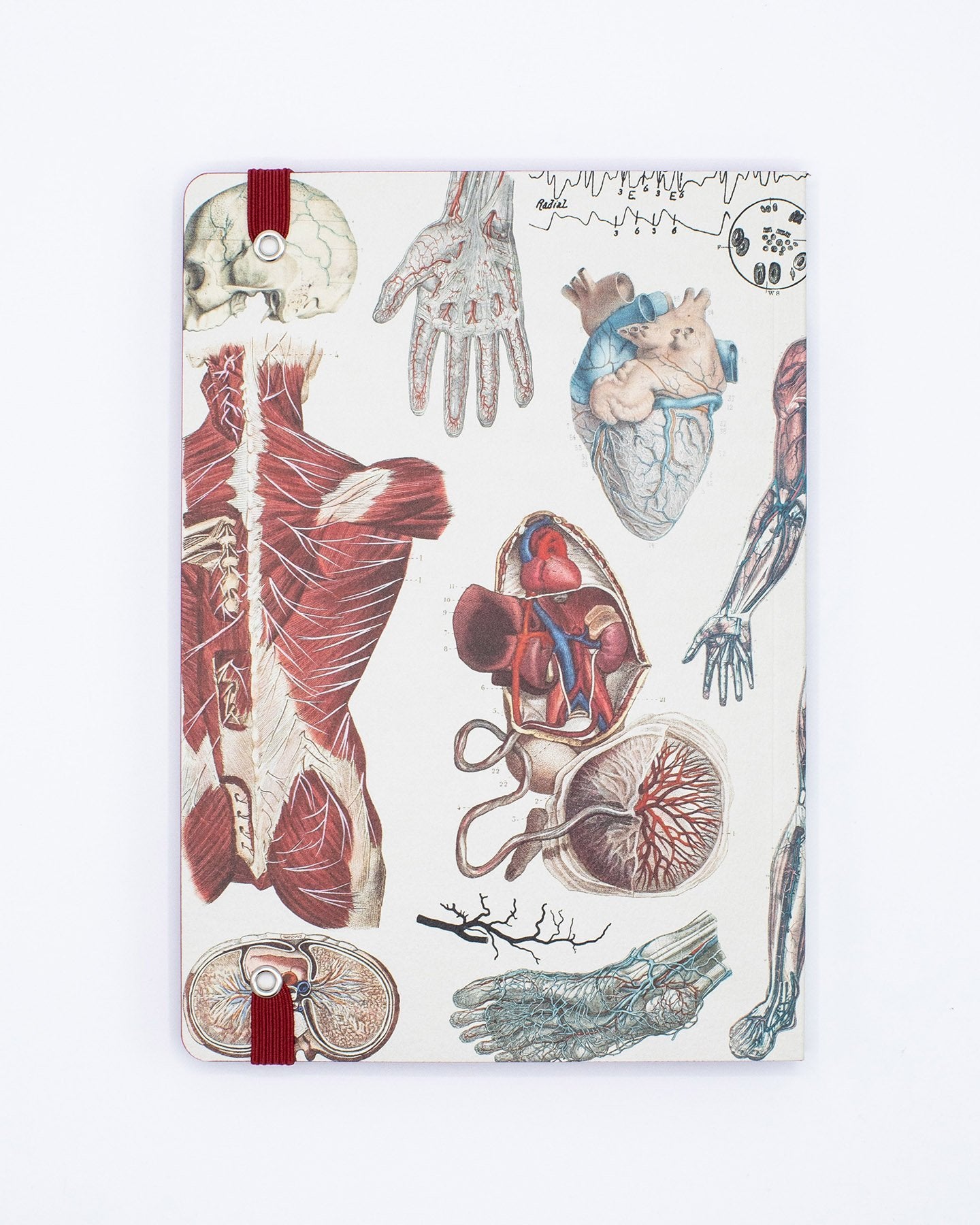 Anatomy & Physiology A5 Softcover