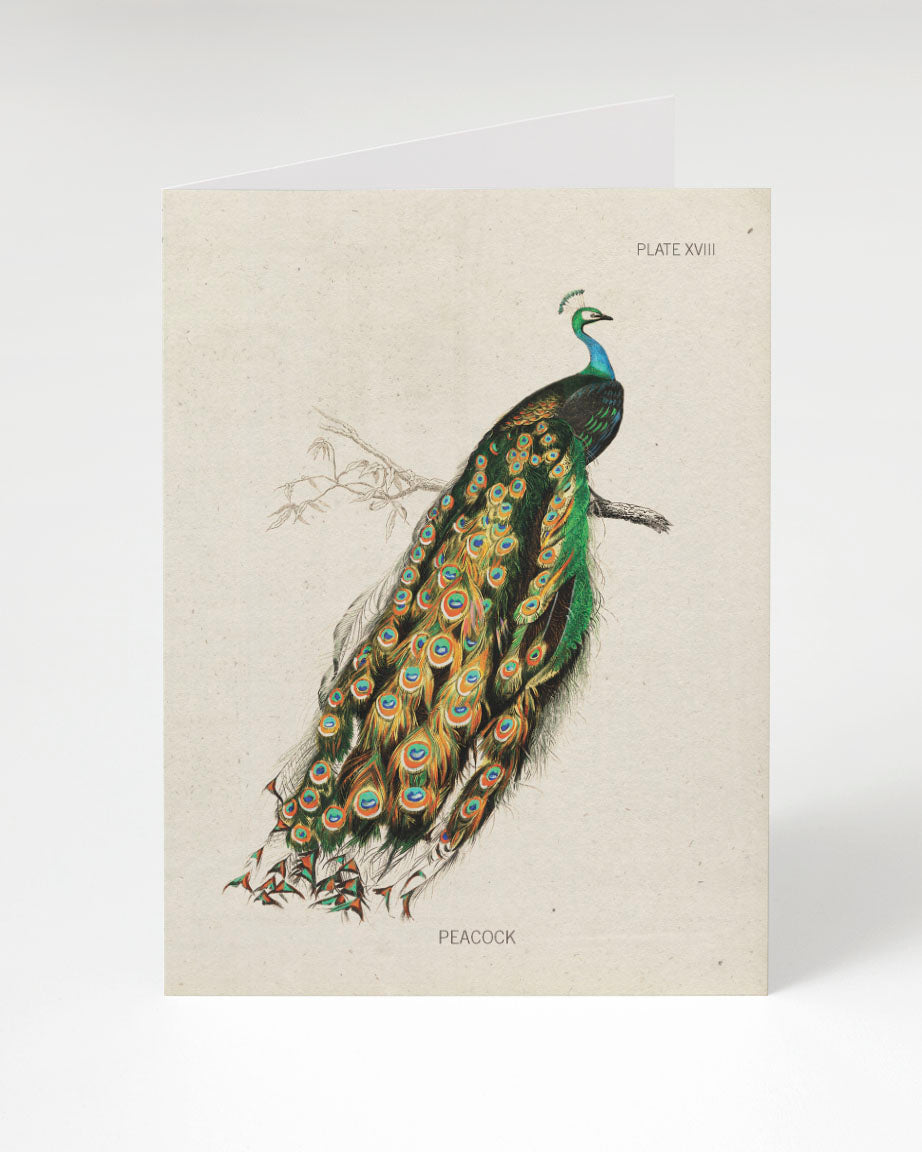 GCPeacock_web_b63a72b4-b82a-47bd-bdaa-4aad31239aac.jpg