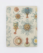 Haeckel Jellyfish Hardcover - Lined/Grid