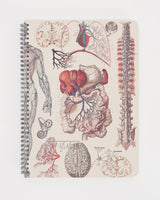 Quaderno a spirale Anatomia Umana