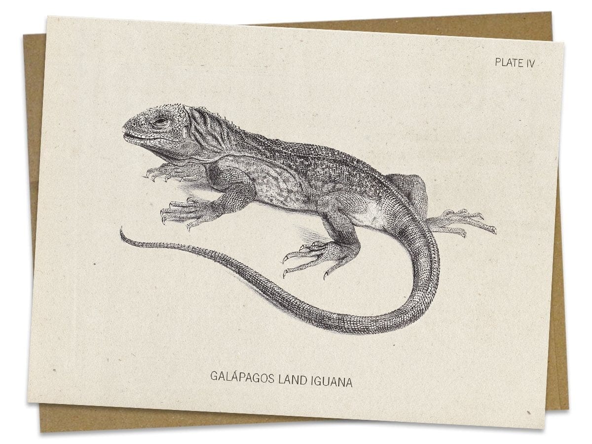 Iguana-Specimen-Card-Cognitive-Surplus-322_6da36f48-06d0-45a5-9867-f021e5799edf.jpg