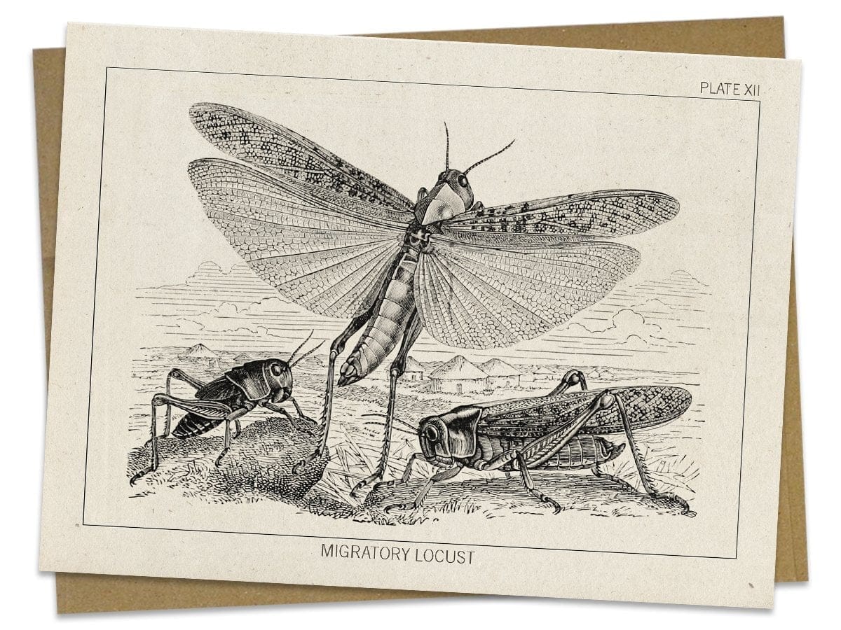 Locust-Specimen-Card-Cognitive-Surplus-699_57fc2d8a-3d53-46e3-8a9a-28c70b9b4d4b.jpg