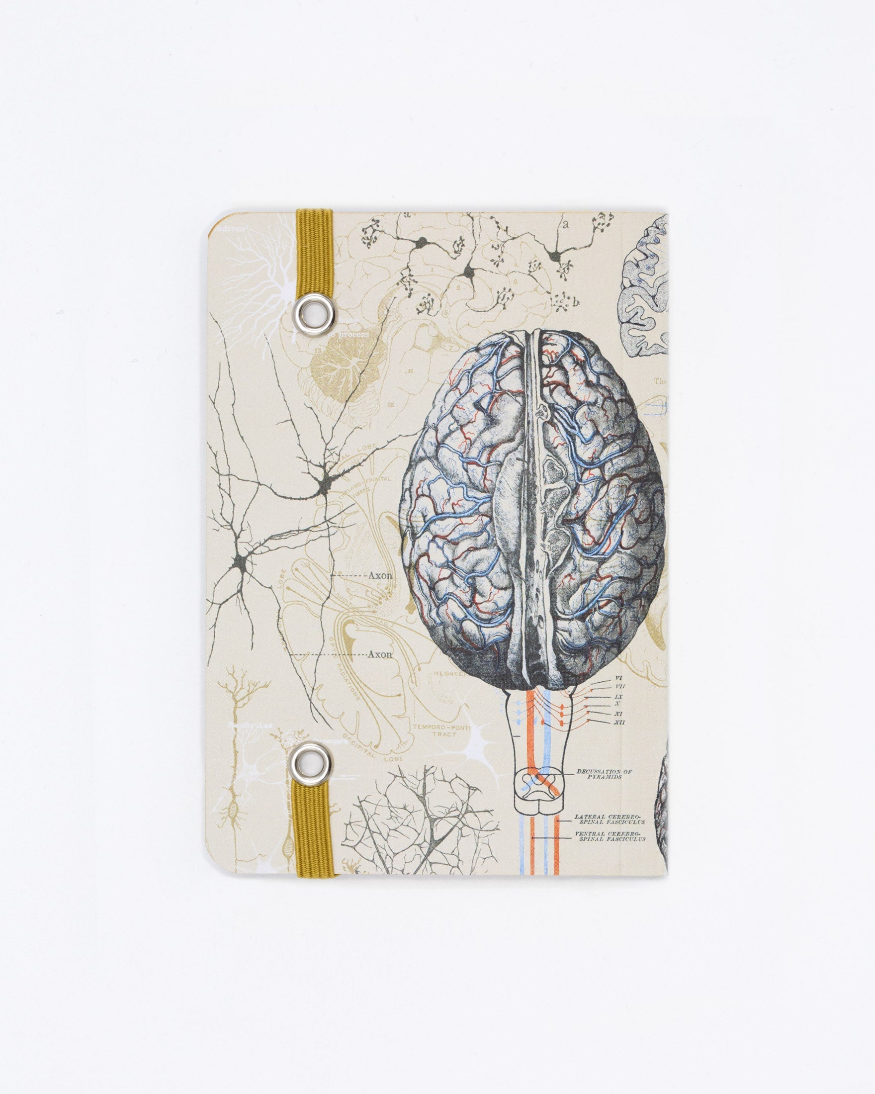 Brain Observation Softcover