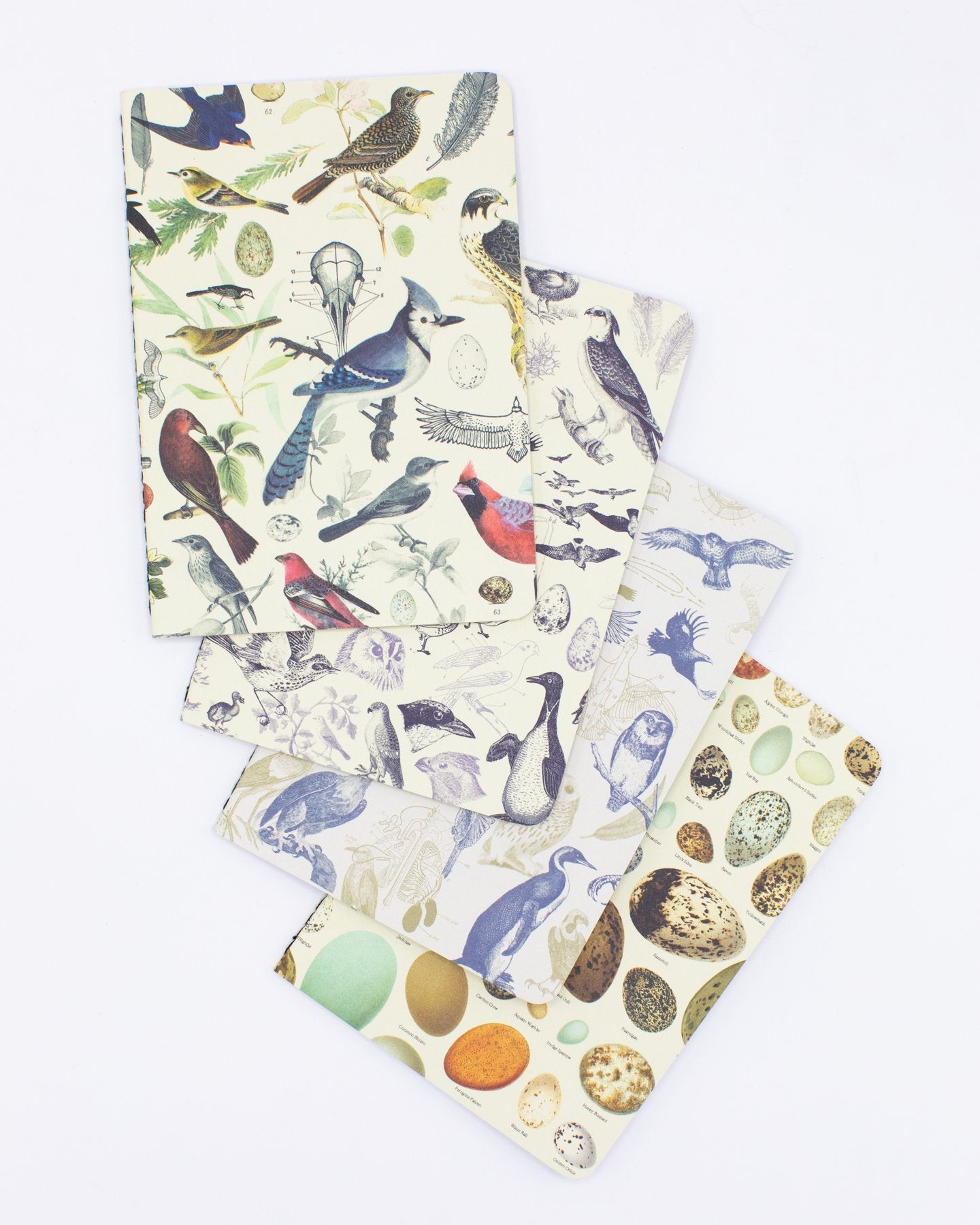 Birds: Ornithology Pocket Notebook 4-pack