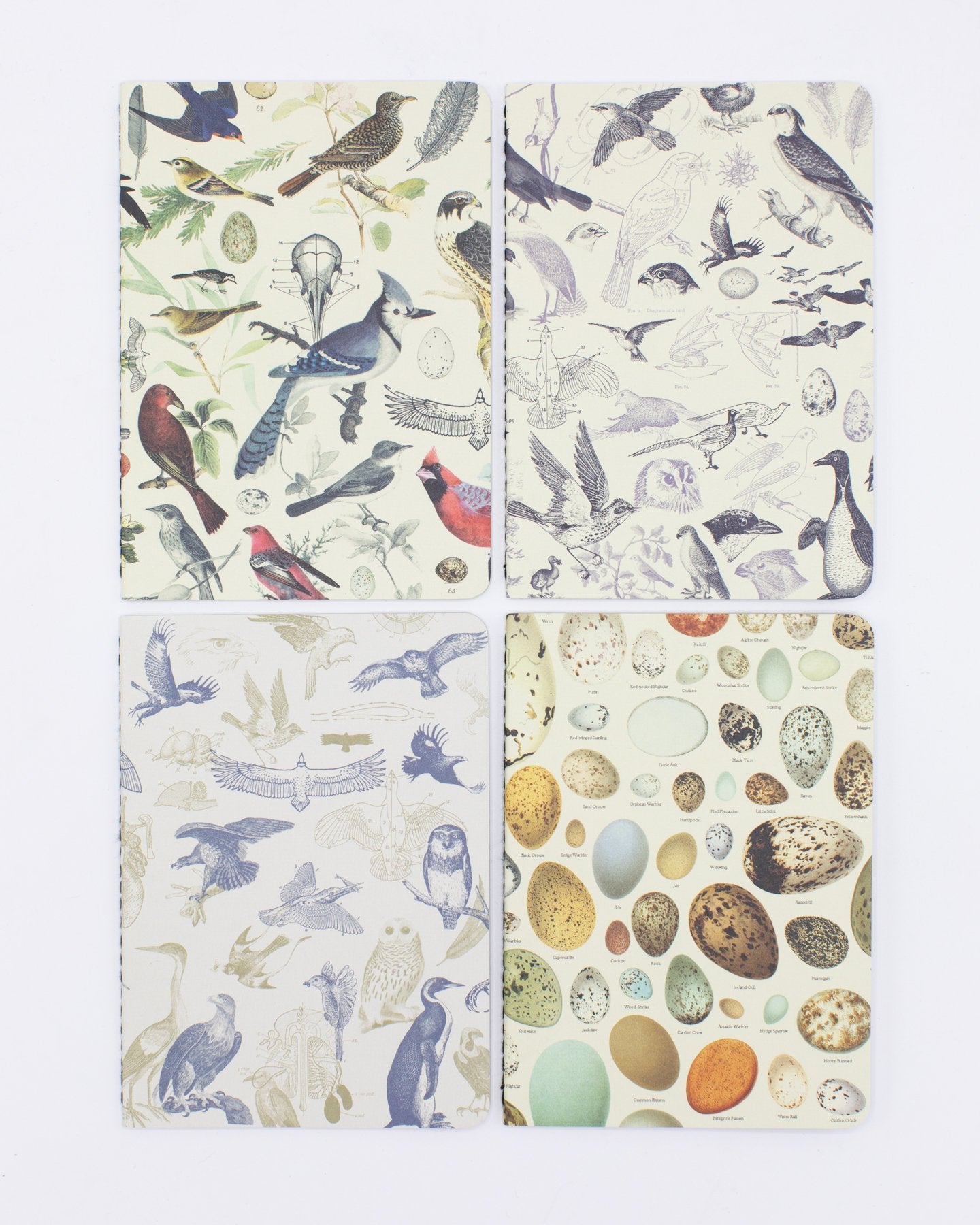 Birds: Ornithology Pocket Notebook 4-pack