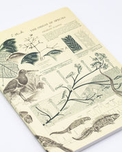 Evolution Softcover - Lined - Cognitive Surplus