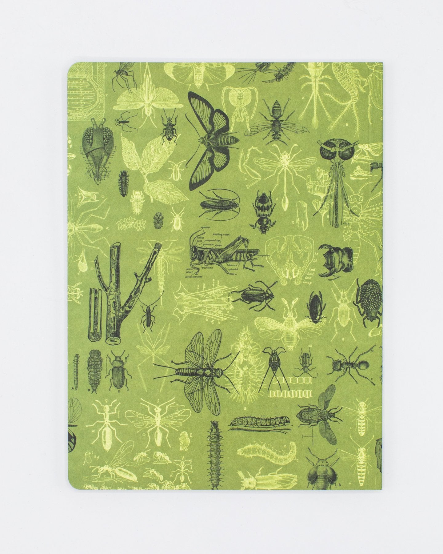 Insects Butterflies & Beetles Softcover - Lined