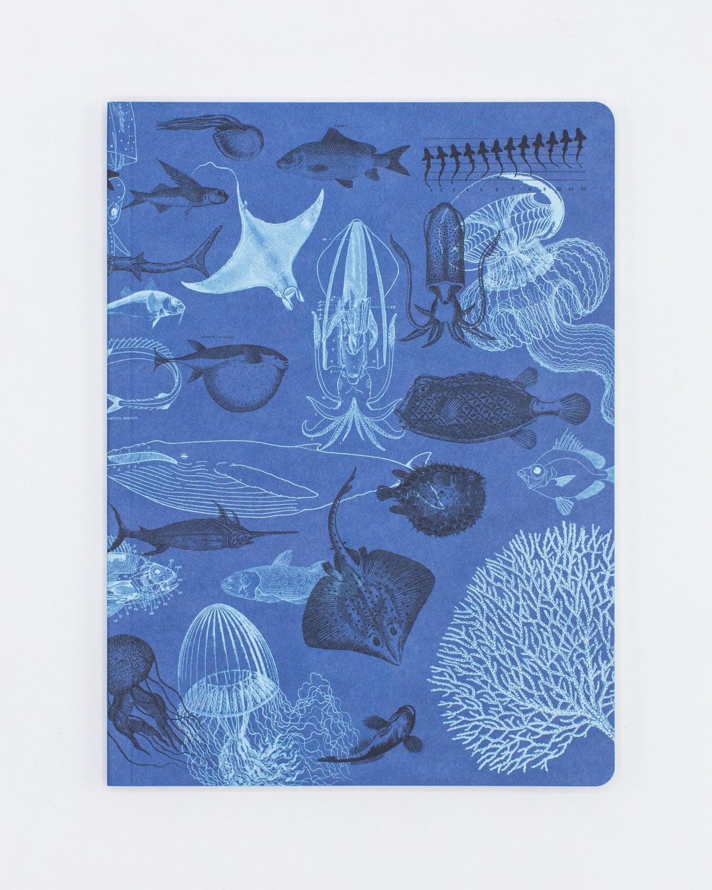 Marine Animals Softcover - Lined