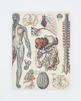 Anatomie : Vasculaire Couverture souple - Ligné