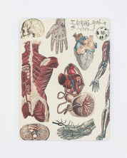 Anatomy: Vascular Softcover - Lined