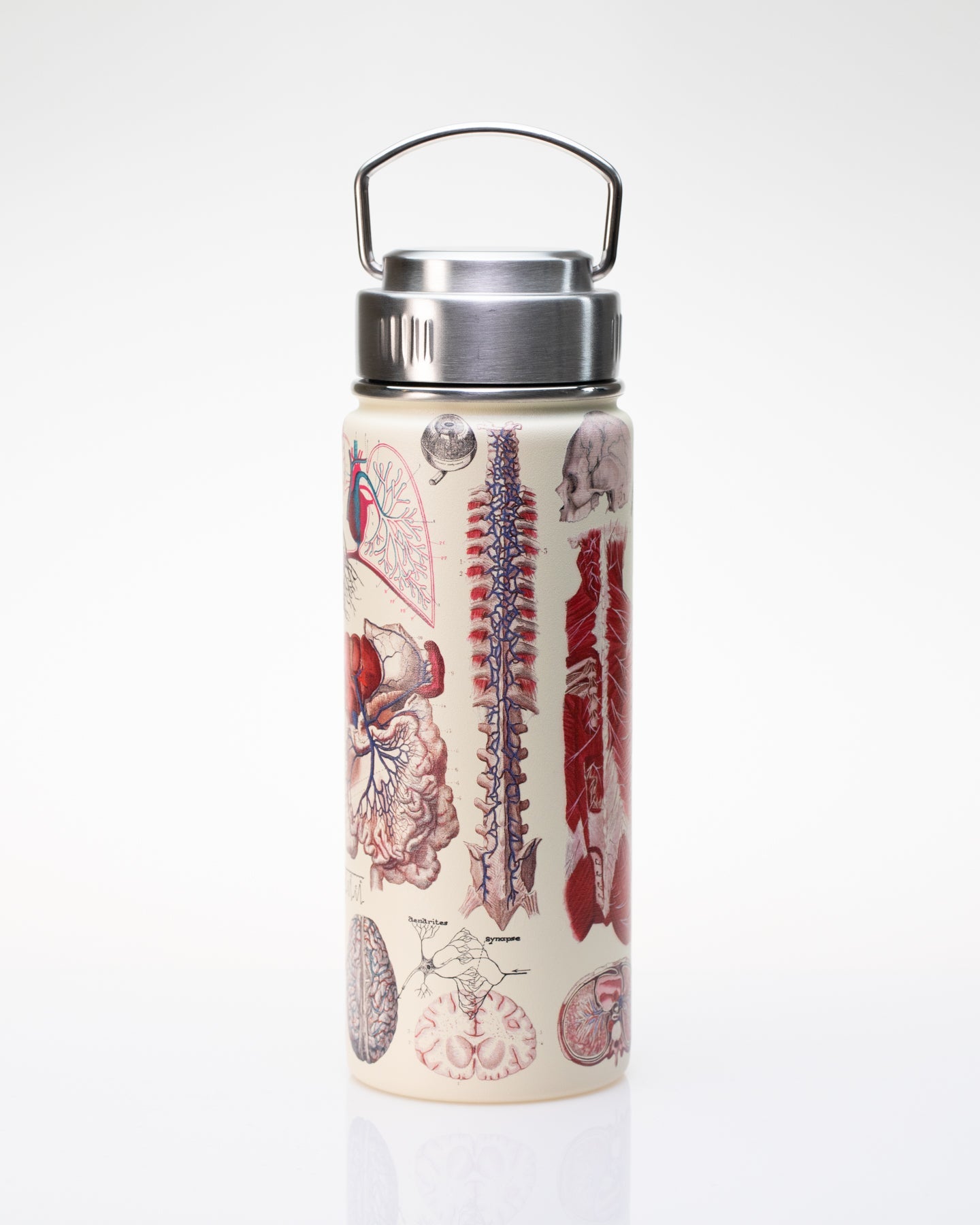 Human Anatomy 500 mL Steel Bottle